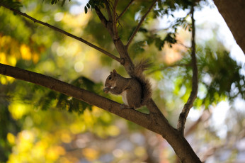 Картинка животные белки дерево белка лето орешек
