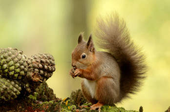 Картинка животные белки хвост зверек шишки