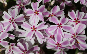 Картинка цветы флоксы