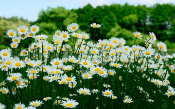 Картинка ромашки цветы деревья