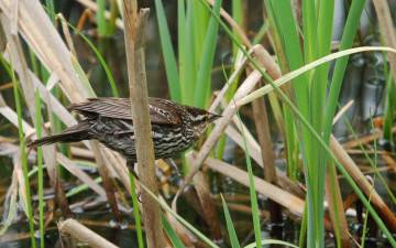 Картинка животные птицы птица камыши вода