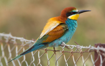 Картинка животные щурки пчелоеды сетка птица