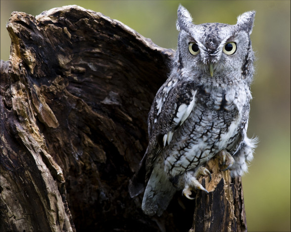 Обои картинки фото животные, совы, серый, забавный