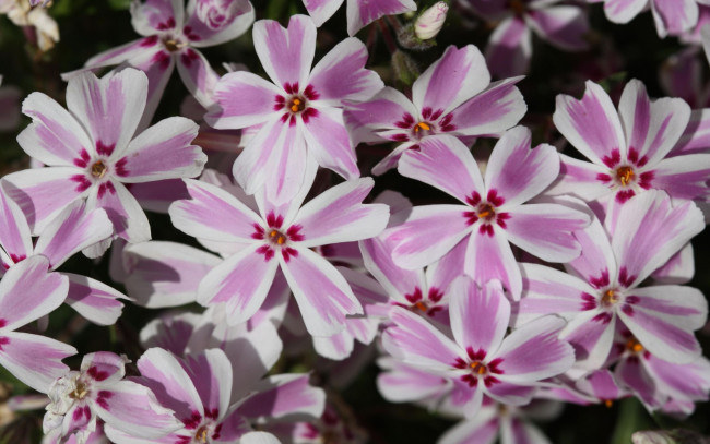 Обои картинки фото цветы, флоксы