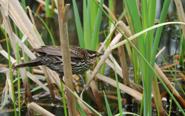 Обои картинки фото животные, птицы, птица, камыши, вода