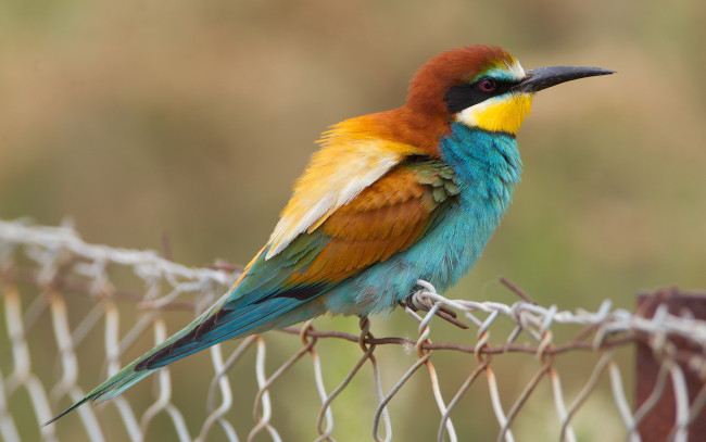 Обои картинки фото животные, щурки, пчелоеды, сетка, птица