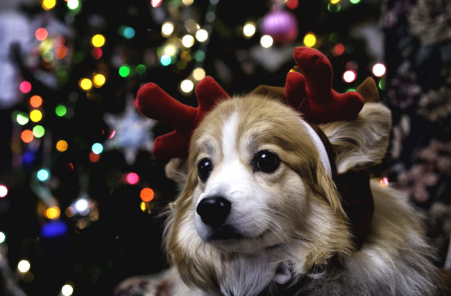 Обои картинки фото животные, собаки, праздник, морда