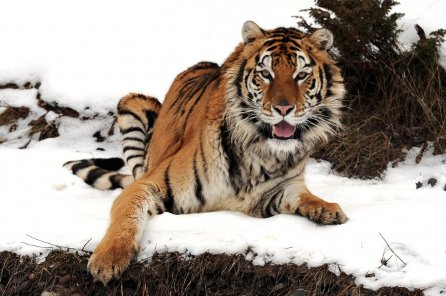 Обои картинки фото животные, тигры, снег, хищник