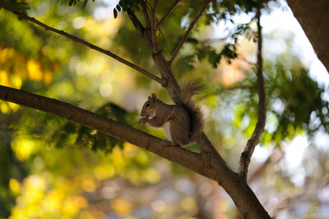 Обои картинки фото животные, белки, дерево, белка, лето, орешек