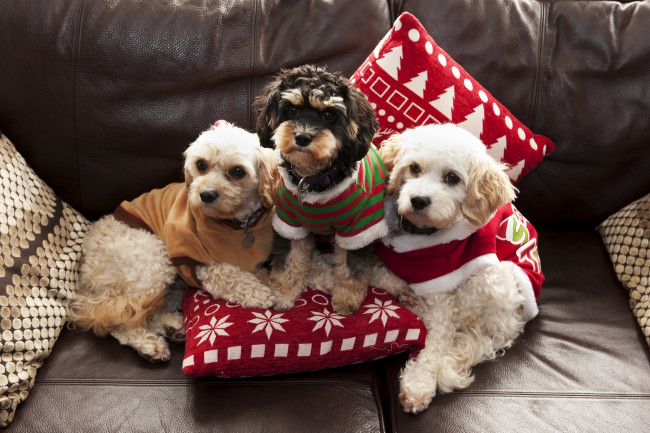 Обои картинки фото животные, собаки, щенки