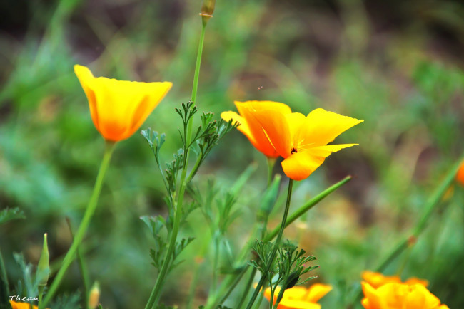 Обои картинки фото цветы, эшшольция, желтый