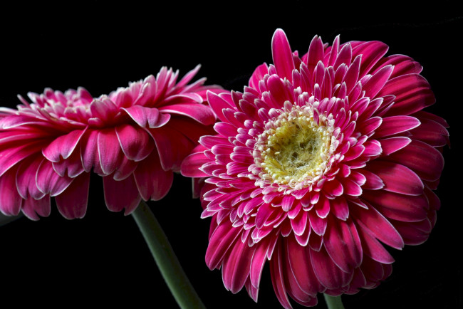 Обои картинки фото цветы, герберы, макро, малиновый