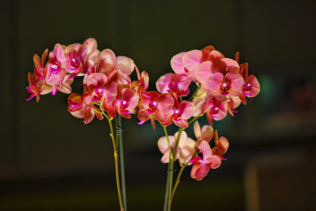 Обои картинки фото цветы, орхидеи, экзотика