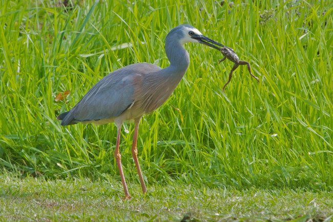Обои картинки фото животные, цапли, лягушка, трава