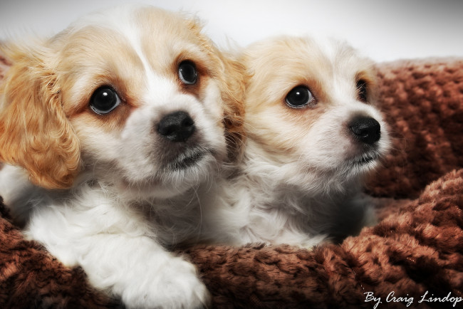 Обои картинки фото животные, собаки, щенки