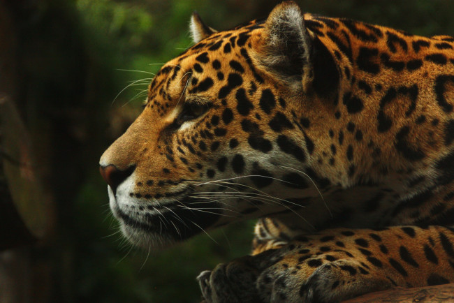 Обои картинки фото животные, Ягуары, морда, профиль