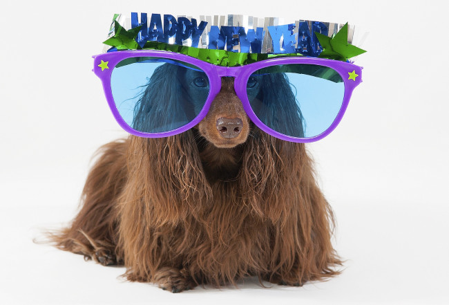 Обои картинки фото животные, собаки, очки, шерсть