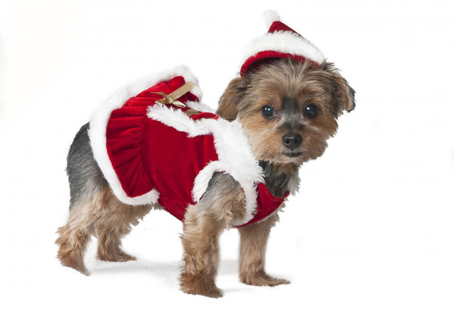 Обои картинки фото животные, собаки, щенок, наряд