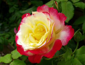 Картинка цветы розы макро