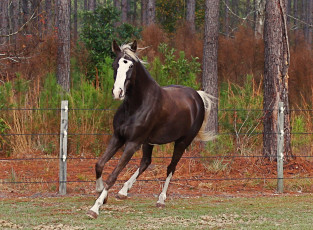 Картинка животные лошади вольер лошадь