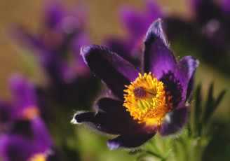 Картинка цветы анемоны +адонисы сон-трава