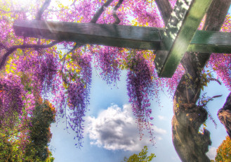 Картинка цветы глициния вистерия