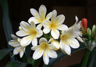 Картинка цветы кливия макро