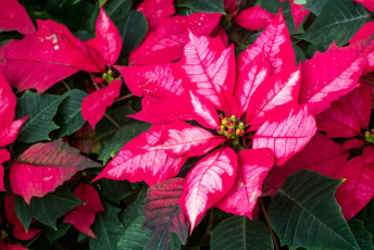 Картинка цветы пуансеттия листья