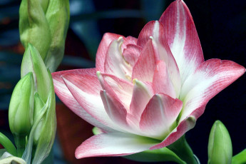 Картинка цветы амариллисы +гиппеаструмы макро