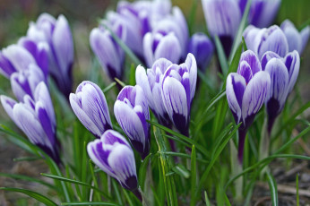 Картинка цветы крокусы весна