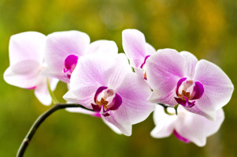 Картинка цветы орхидеи розовый