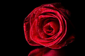 Картинка цветы розы макро