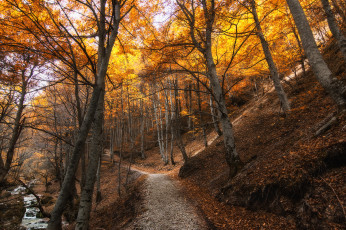 Картинка природа дороги деревья склон дорожка