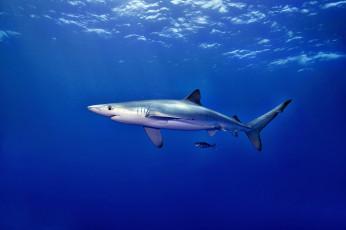 Картинка животные акулы акула глубина океан