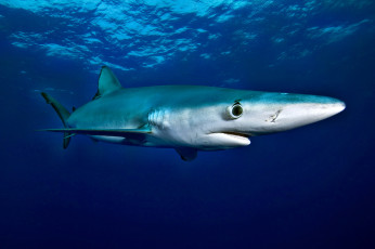 Картинка животные акулы океан глубина акула