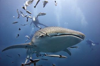 Картинка животные акулы океан глубина акула