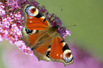 Картинка животные бабочки цветок бабочка