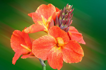 Картинка цветы канна оранжевый