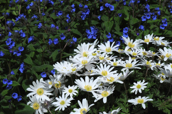 Картинка цветы разные+вместе ветреницы