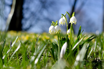 Картинка цветы подснежники +белоцветник белоцветник