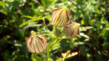 Картинка цветы луговые+ полевые +цветы коробочки