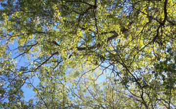 Картинка природа деревья листья ветви