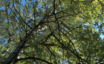 Картинка природа деревья листья ветви