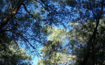 Картинка природа деревья ветви листья