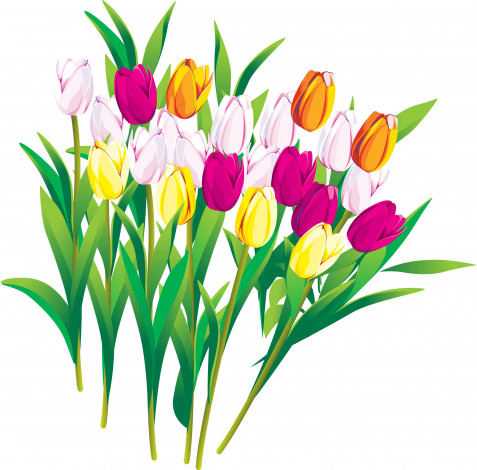 Обои картинки фото векторная графика, тюльпаны