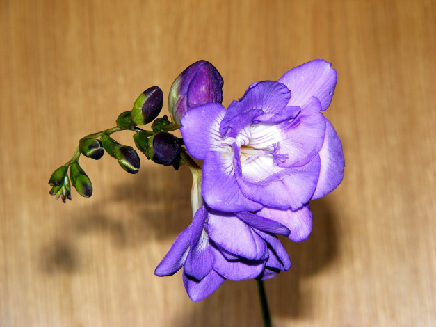 Обои картинки фото цветы, фрезия, сиреневый, фрезии