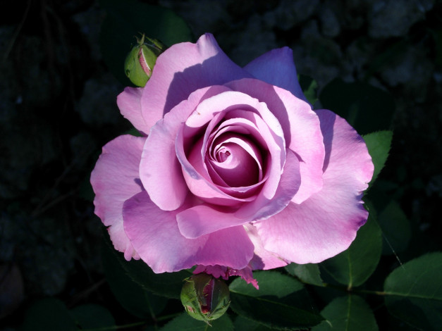 Обои картинки фото цветы, розы, розовый