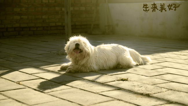 Обои картинки фото животные, собаки, белая, морда, лохматая, собака