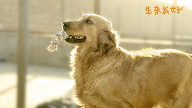 Обои картинки фото животные, собаки, белая, морда, лохматая, собака