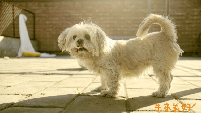 Обои картинки фото животные, собаки, собака, лохматая, морда, белая